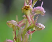 Coeloglossum viride