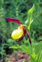 Cypripedium calceolus