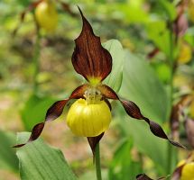 Cypripedium calceolus