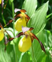 Cypripedium calceolus