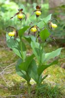 Cypripedium calceolus