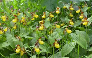 Cypripedium calceolus