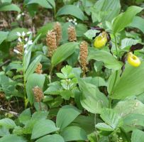 Cypripedium calceolus