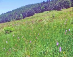 Dactylorhiza fuchsii