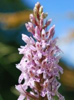 Dactylorhiza fuchsii