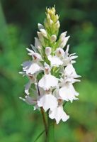 Dactylorhiza fuchsii