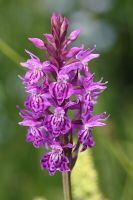 Dactylorhiza fuchsii