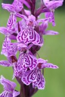 Dactylorhiza fuchsii