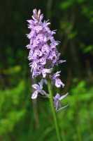 Dactylorhiza fuchsii