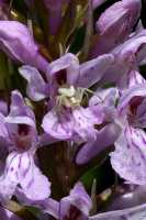 Dactylorhiza fuchsii