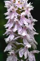 Dactylorhiza fuchsii