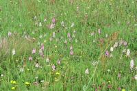 Dactylorhiza fuchsii