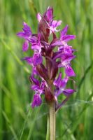 Dactylorhiza incarnata