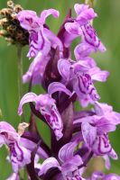 Dactylorhiza incarnata