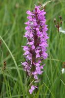 Dactylorhiza incarnata