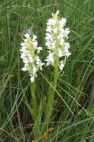 Dactylorhiza incarnata