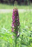 Dactylorhiza incarnata</p>