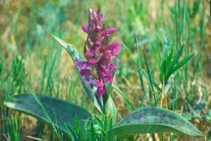 Dactylorhiza majalis