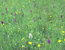 Dactylorhiza majalis und ssp. albiflora