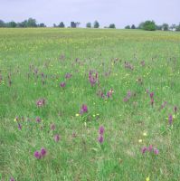 Dactylorhiza majalis