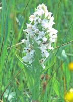 Dactylorhiza majalis ssp. albiflora