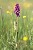 Dactylorhiza majalis