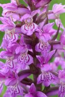 Dactylorhiza majalis