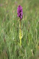 Dactylorhiza majalis