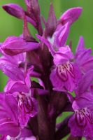 Dactylorhiza majalis