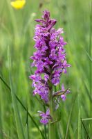 Dactylorhiza majalis