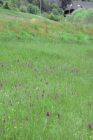 Dactylorhiza majalis