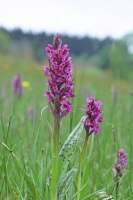 Dactylorhiza majalis