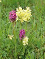 Dactylorhiza sambucina