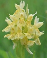 Dactylorhiza sambucina