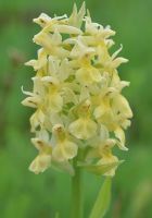 Dactylorhiza sambucina