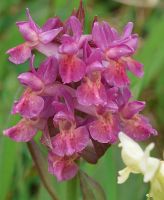 Dactylorhiza sambucina