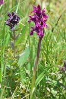 Dactylorhiza traunsteineri, Feldberggebiet, 01.07.2013 / phot. C. Schlomann