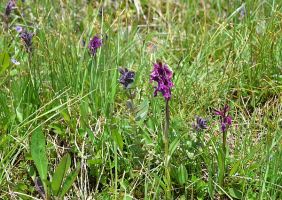 Dactylorhiza traunsteineri