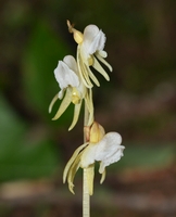 Epipogium aphyllum