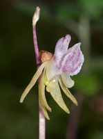 Epipogium aphyllum