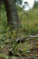 Epipactis atrorubens