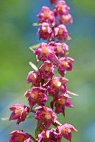 Epipactis atrorubens