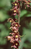 Epipactis atrorubens