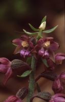 Epipactis atrorubens × Epipactis microphylla