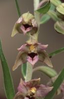 E. bugacensis × E. helleborine