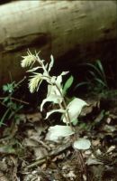 Epipactis helleborine