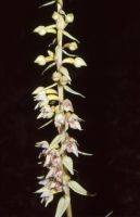 Epipactis helleborine