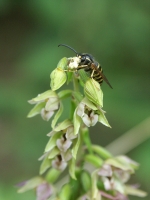 Epipactis helleborine