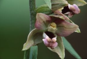 Epipactis helleborine