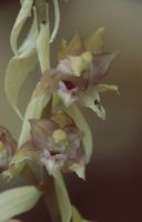 Epipactis helleborine